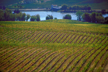 Six Wines Six Countries