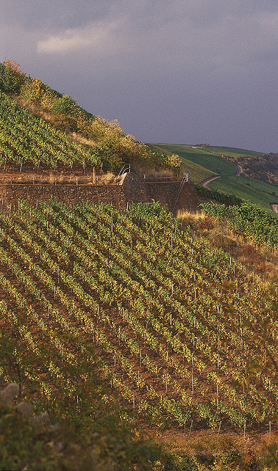 Riesling - Lip Smacking Paddy Whacking....