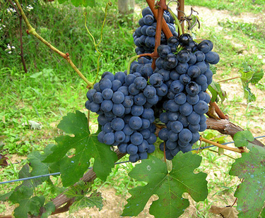 Barbera