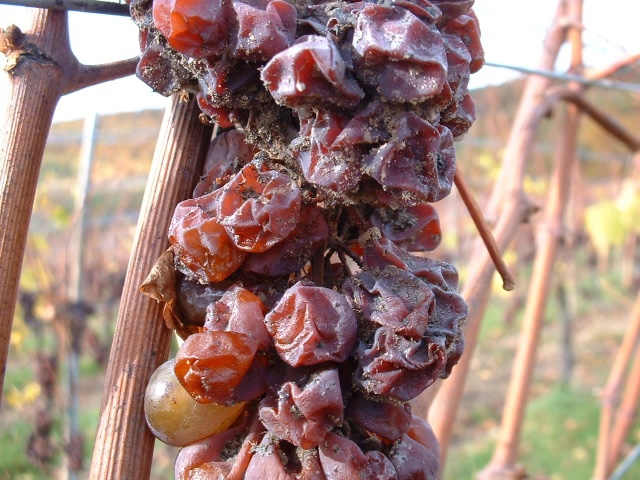 Harvest Report: Alsace 2002