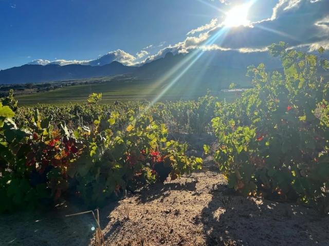Spotlight Cinsault