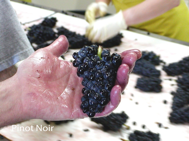 Pinot Noir