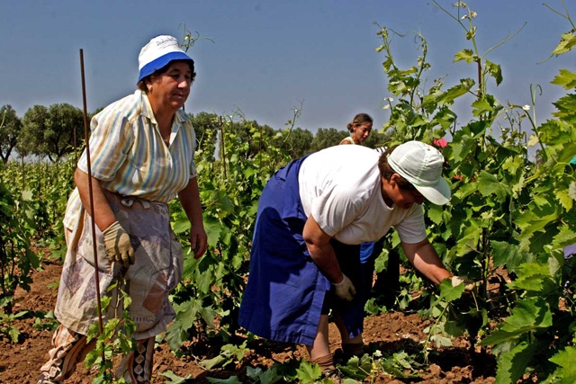 Italian Harvest Update 2025