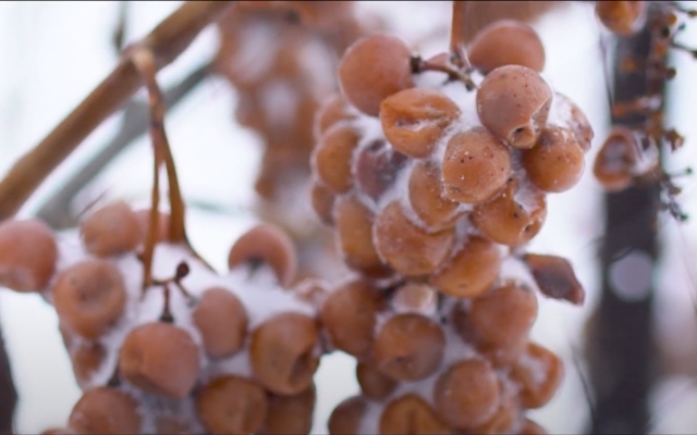 It's icewine season