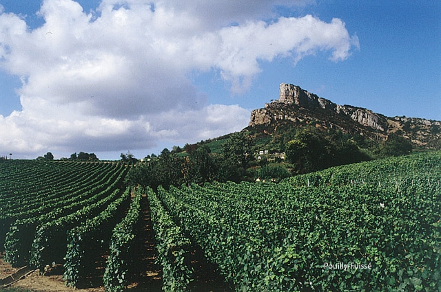 Refracting the ABCs of the Modern Chardonnay Prism