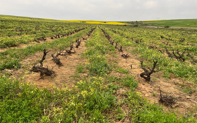 The Exciting Wines of South Africa NOW