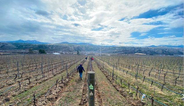 A Year in the Life of a BC Winegrower