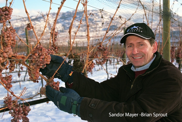 Harvest Report : Inniskillin Okanagan
