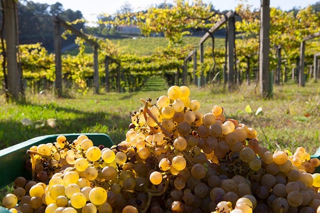 Albariño - Four Overarching Styles