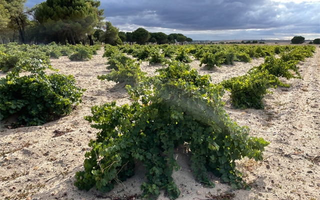 Spanish White Wines