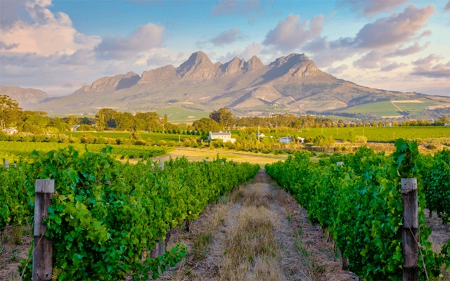 Celebrating Chenin Blanc 
