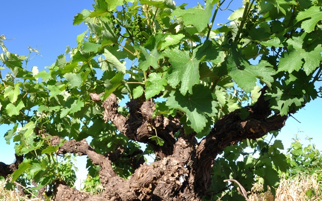Celebrating Chenin Blanc 