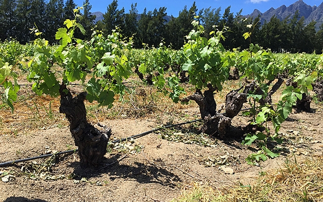 Top 10 : Chenin Blanc 2