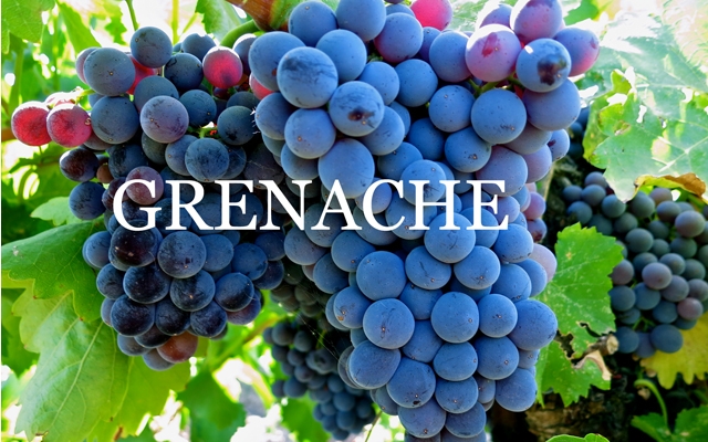 Grenache