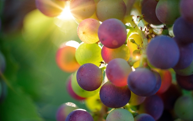 Indigenous Italian Grapes