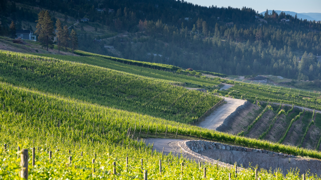 Our Ever Evolving BC Pinot Noir