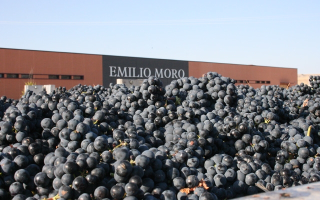 Tempranillo 
