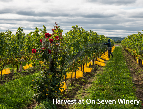 Top 10 : Ontario Chardonnay