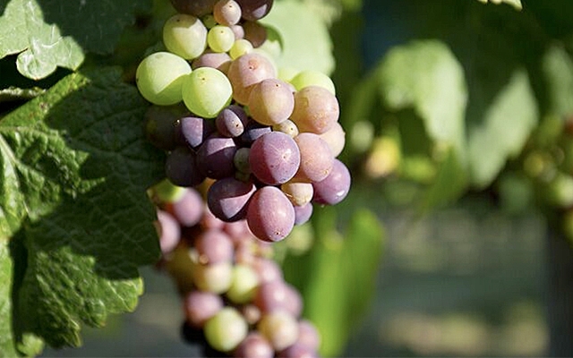 Top 10 : Pinot Gris