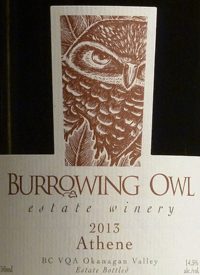 Burrowing Owl Athenetext